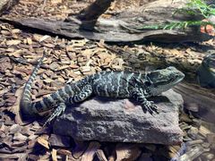 -悉尼海洋生物水族馆