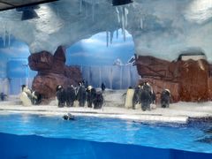 -海合安成都极地海洋公园