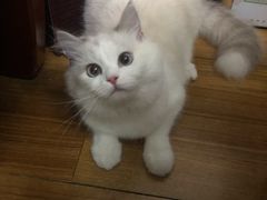 -Bastet sally猫舍购宠(静安店)
