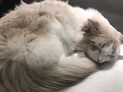 -飞行喵MR PILOT|猫舍·猫咖(静安大融城店)