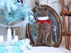 -超宠爱宠物摄影-Super pet