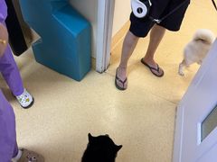 -瑞派宠物医院·24小时骨科·心脏·核磁(哈尔滨南岗店)
