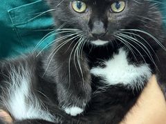 -宠颐生猫科·内科皮肤科(西平世纪城店)