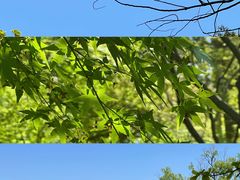 -上海共青森林公园