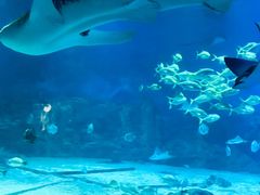 -烟台海昌鲸鲨海洋公园