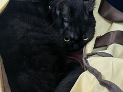 -喜多萌中农锦绣动物医院24H·猫科·牙科MRI·CT