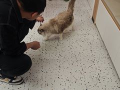 -瑞派康怡24h宠物医院·犬猫医疗中心·微创绝育(瑞景分院)