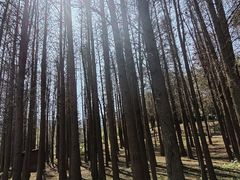 -森波拉奇妙世界