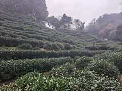 -十八棵（老龙井）御茶园(老龙井店)