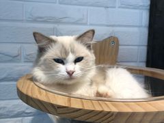 -momokira米努特·德文卷毛猫·棉花面纱犬