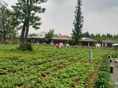-田园东方蜜桃村的田野营地