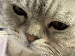 -喵的天空名猫咖啡馆·撸猫·猫舍·用品