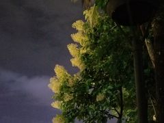 -火咂咂竹筒宴(告庄店)