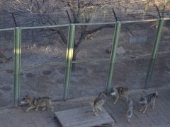 -青藏高原野生动物园