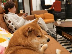 -申普宠物医院·心脏介入·心血管微创(总院)