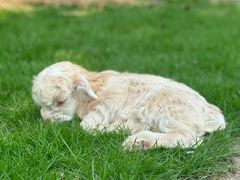 -合肥滨湖国家森林公园