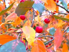 -元大都城垣遗址公园