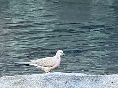 -外滩悦榕庄·海怡西餐厅