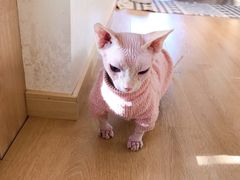 -猫腻·猫咖·撸猫馆(星光大道店)