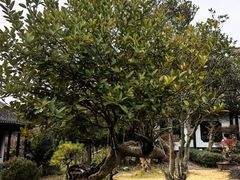 -木子山庄·安徽省老字号·中国炖锅宴