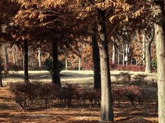 -黄海国家森林公园