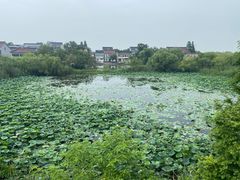 -长兴太湖图影湿地文化园