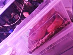 -中环花鸟鱼虫市场