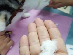 -北京观赏动物医院·24小时大型综合·猫专科·异宠专科