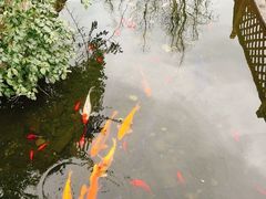 -九尺赵老四鲜鹅肠火锅