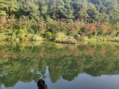 -深圳仙湖植物园