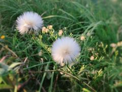 -春花秋色城市公园