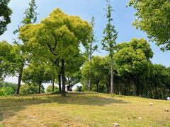 -广富林郊野公园