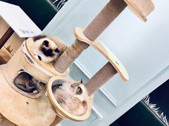 -Let's go狗咖·猫咖·奶狗·桌游(春熙路IFS店)