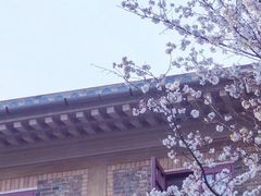 -武汉大学-樱园