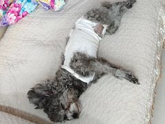 -宠福鑫康馨动物医院·骨科·眼科