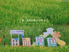 -杭州湾海上花田景区