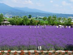 -富田农场