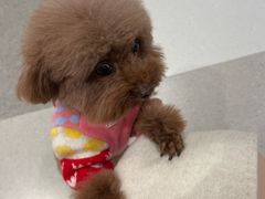 -帕帕拉兹宠物(亚洲旗舰店)