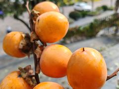 -牛背梁国家森林公园