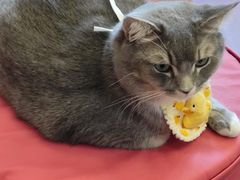-MOCHA明星猫咖(田子坊店)