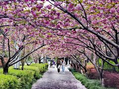 -高东镇樱花园