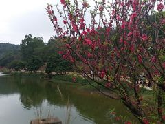 -南国桃园旅游度假区