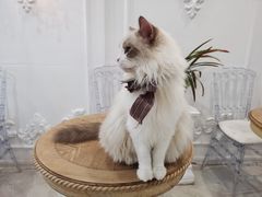 -共舞时光猫咖·狗咖(新街口店)