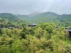 -大唐贡茶院