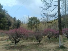 -天花井景区