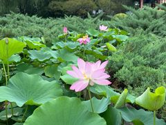-莲花池公园