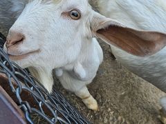 -辛玛王国游乐园