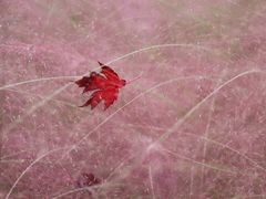 -白鹭湾湿地公园