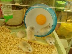 -龙猫仔乐园(惠福东路店)