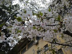 -武汉大学-樱园